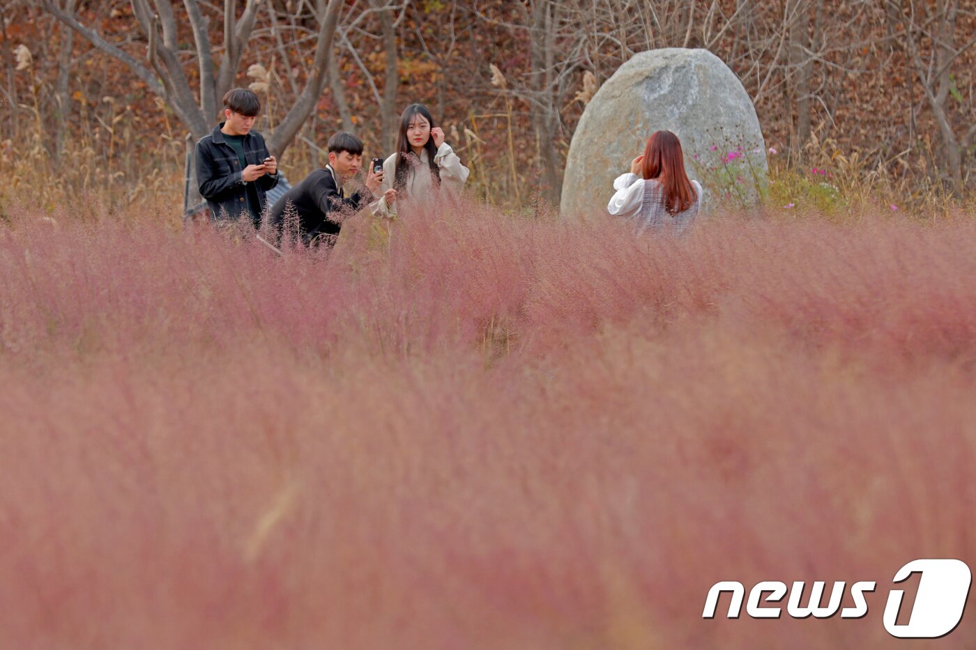 본문 이미지 - 17일 강원도 강릉시 사천면 일원 경포대 허브관광농원을 찾은 관광객들이 만개한 핑크 뮬리 그라스 사이에서 사진을 찍으며 추억을 남기고 있다. 2018.11.17/뉴스1 ⓒ News1 서근영 기자