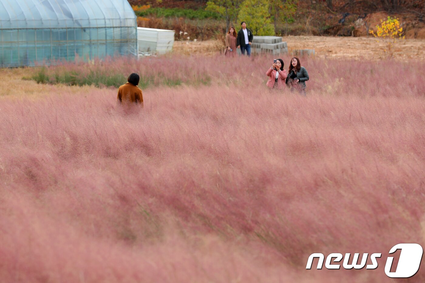 본문 이미지 - 17일 강원도 강릉시 사천면 일원 경포대 허브관광농원을 찾은 관광객들이 만개한 핑크 뮬리 그라스 사이에서 사진을 찍으며 추억을 남기고 있다. 2018.11.17/뉴스1 ⓒ News1 서근영 기자