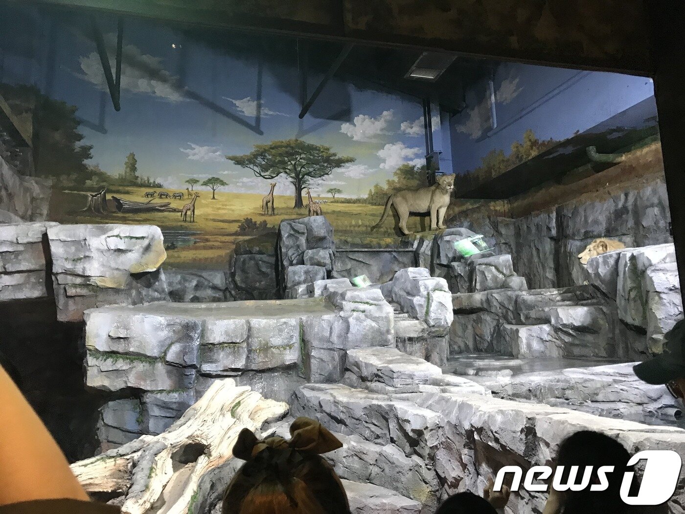 본문 이미지 - 부천시 플레이아쿠아리움에 전시된 사자.ⓒ News1