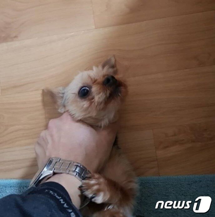 본문 이미지 - A씨가 강아지 목을 조르고 있는 사진.(사진 인스타그램 캡처)ⓒ News1