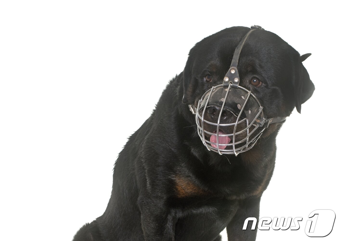 본문 이미지 - 로트와일러(롯트와일러) 품종의 개. 맹견으로 지정된 로트와일러를 데리고 외출할 경우 반드시 입마개를 착용해야 한다. 사진 이미지투데이. ⓒ News1