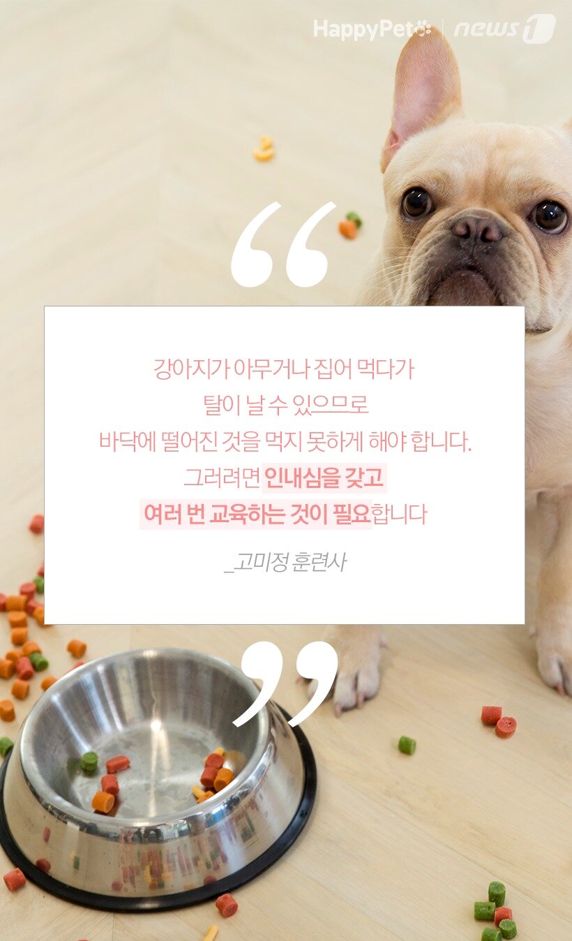본문 이미지 -  _고미정 훈련사
