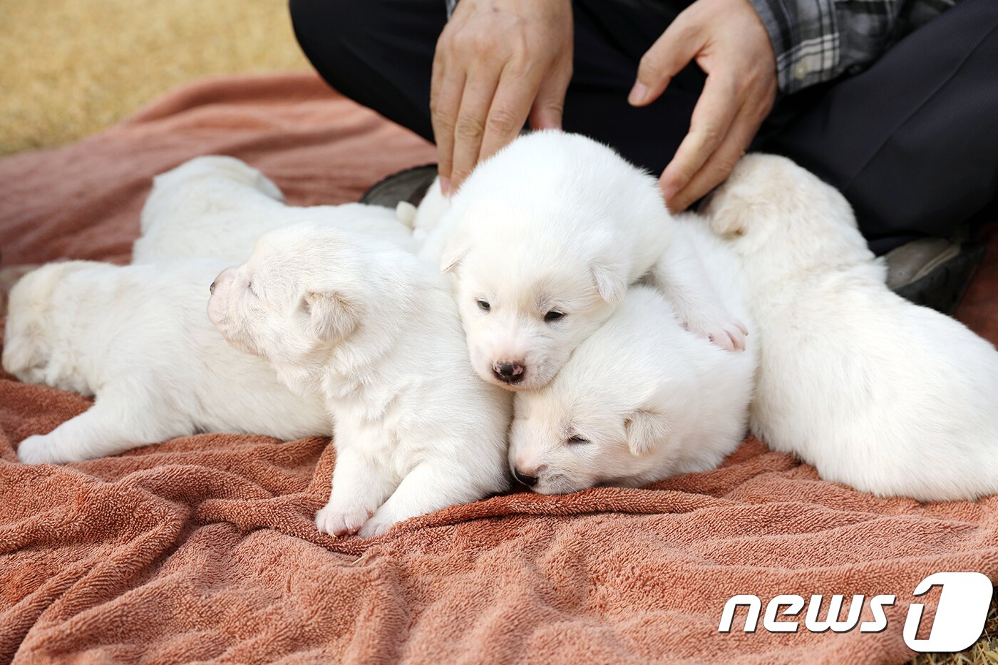 본문 이미지 - 문재인 대통령과 부인 김정숙 여사가 25일 청와대 관저 앞마당에서 풍산개 '곰이'의 새끼 6마리를 살피고 있다. '곰이'는 김정은 북한 국무위원장 부부가 지난 9월 평양 남북정상회담 때 선물했다.(청와대 제공) 2018.11.25/뉴스1