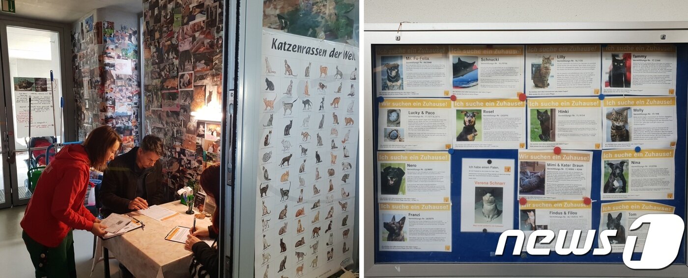 본문 이미지 - 티어하임 베를린에서 고양이를 입양하기 위해 서류를 작성 중인 사람들(왼쪽)과 티어하임 내 보호 중인 동물 안내문.ⓒ News1 이기림 기자