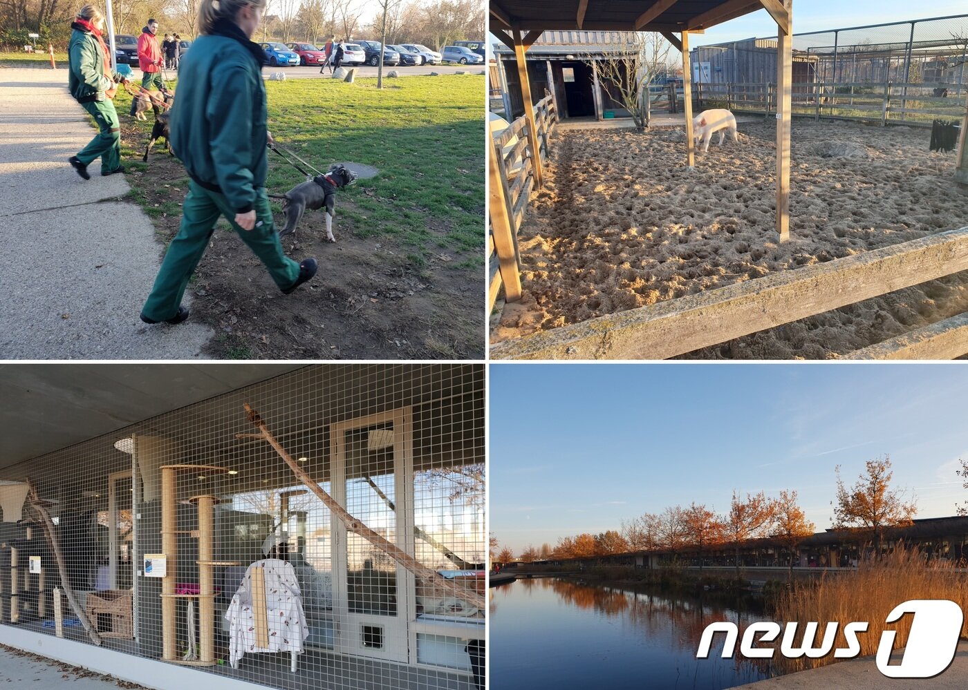 본문 이미지 - 티어하임 베를린에서 개들을 산책시키는 관계자들(왼쪽 위부터 시계방향), 보호중인 돼지, 티어하임 전경, 고양이 실외공간.ⓒ News1 이기림 기자