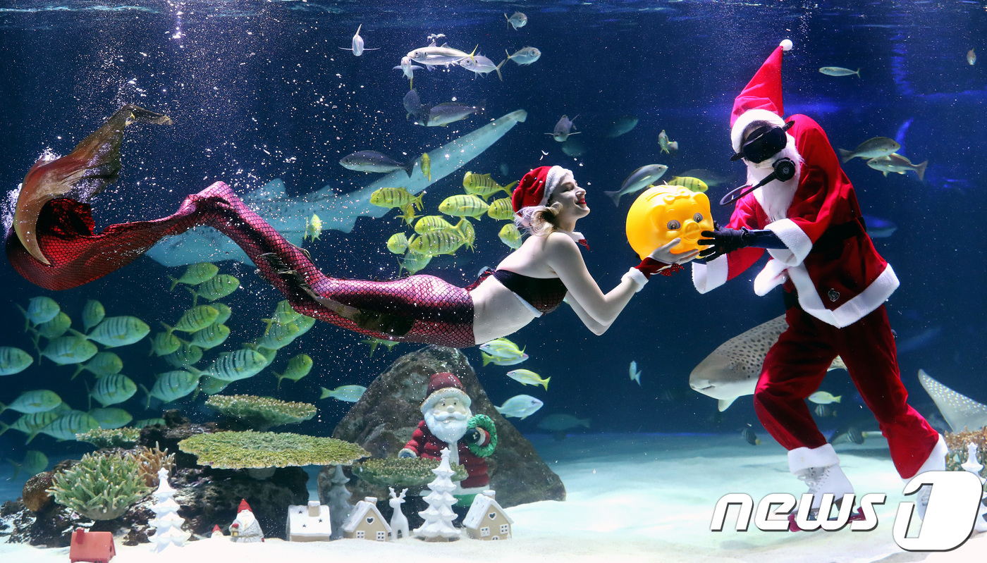 (서울=뉴스1) 박정호 기자 = 12일 오전 서울 여의도 63빌딩 한화 아쿠아플라넷63에서 산타복과 인어복을 입은 아쿠아리스트들이 황금돼지 기운을 전달하는 퍼포먼스를 펼치고 있다. …