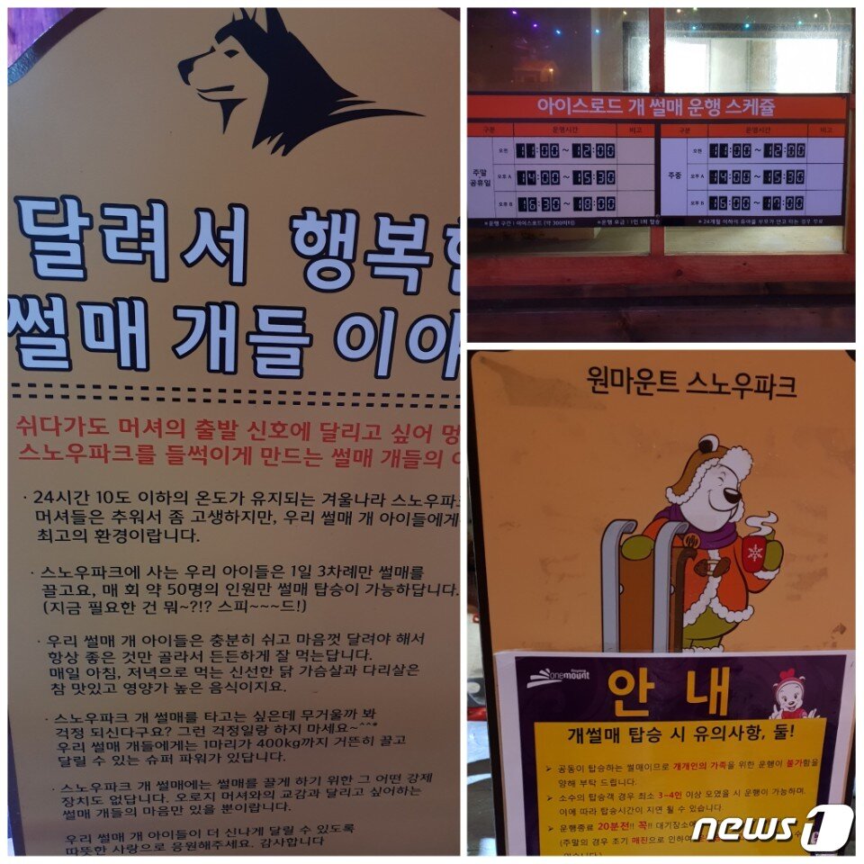 본문 이미지 - 스노우파크 개썰매에 대한 안내사항.ⓒ News1 김연수 기자