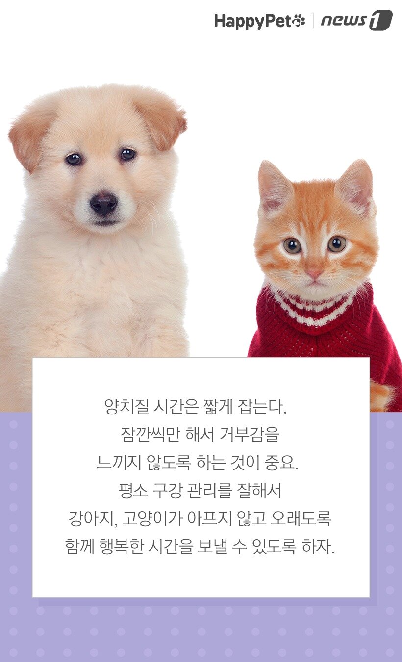 본문 이미지 -  참고 한국수의치과협회, VIP동물의료센터 외