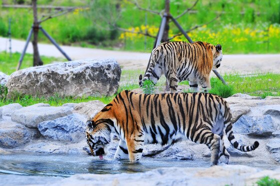 본문 이미지 - 국립백두대간수목원 호랑이숲에서 백두산 호랑이. (국립백두대간수목원 제공)