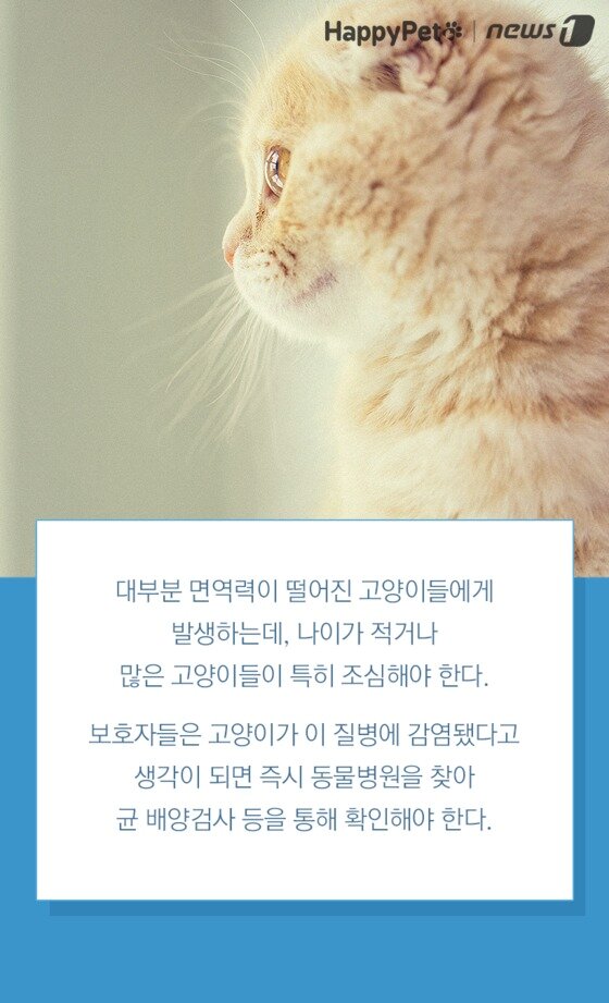 본문 이미지 -  