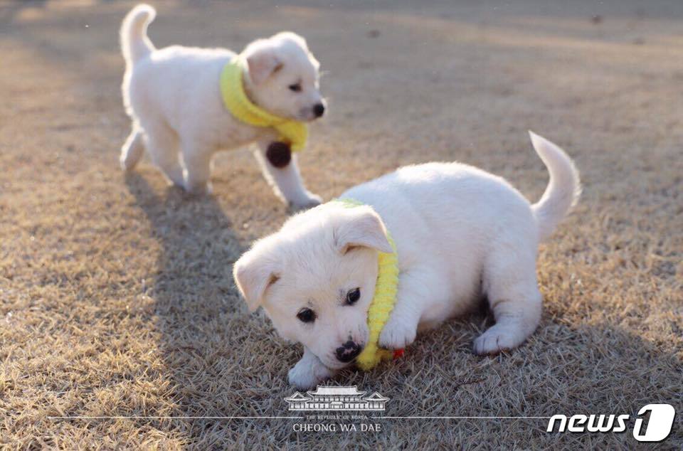 (서울=뉴스1) = 성탄절인 25일 청와대 공식 페이스북에 북측의 선물로 온 곰이가 낳은 여섯마리의 새끼들 소식이 올라왔다. 청 페이스북에는 곰이가 낳은 여섯마리의 새끼들이 서광지 …