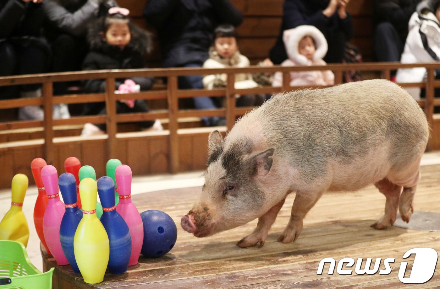 본문 이미지 - 지난해 12월 27일 오후 경기도 이천시 율면 '돼지보러 오면돼지' 돼지박물관에서 관람객들이 돼지 공연을 관람하고 있다. 2018.12.27/뉴스1 ⓒ News1 오장환 기자