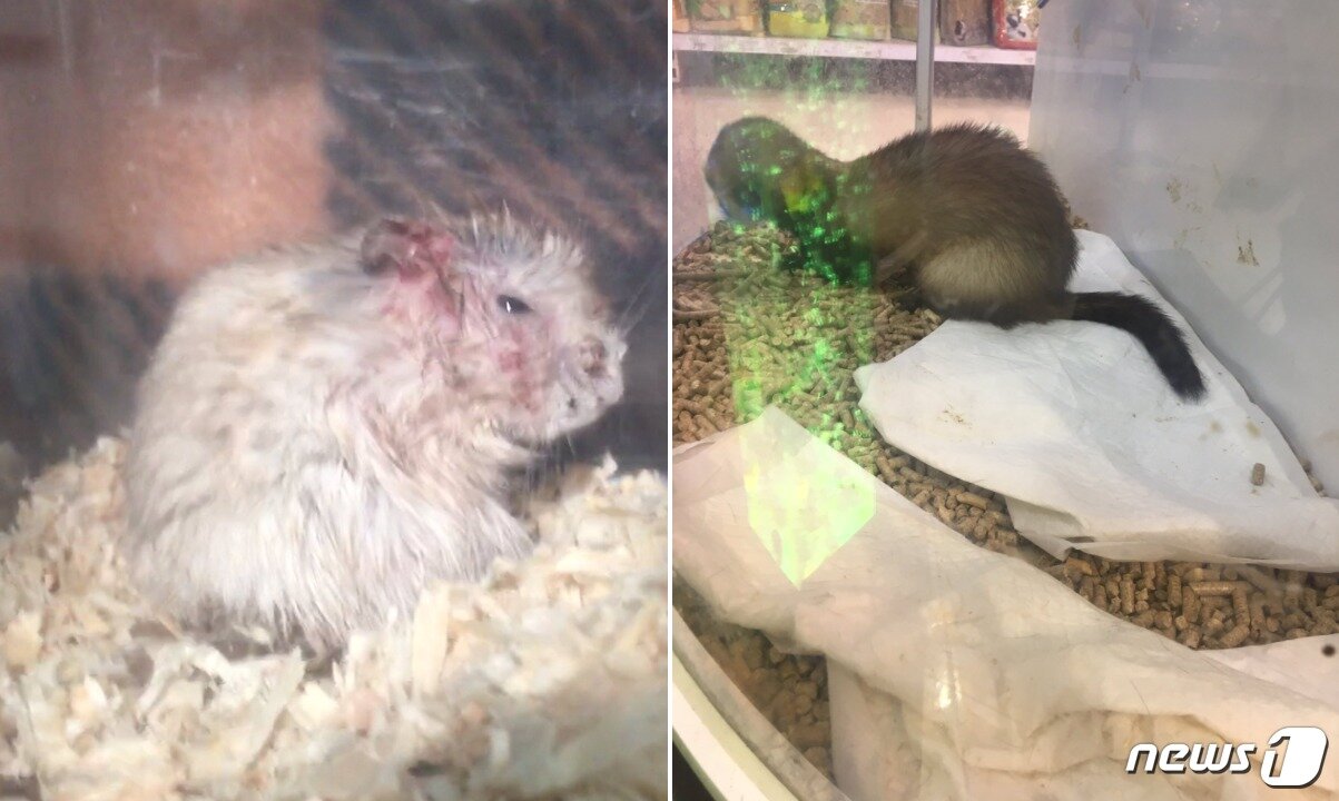 본문 이미지 - 건강이 좋지 않은 햄스터(왼쪽)와  소변패드 등을 밟으며 지내고 있는 페럿.ⓒ News1