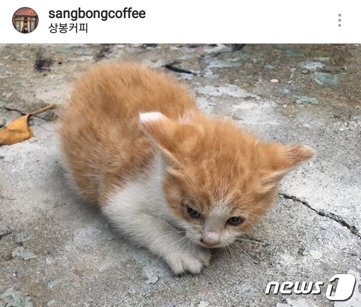 본문 이미지 - 한종희씨를 물었던 길고양이의 새끼. 사진 상봉커피 인스타그램 ⓒ News1