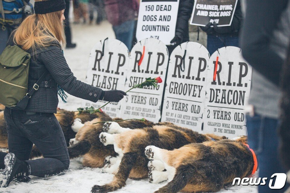 본문 이미지 - 아이디타로드 개썰매 경주를 반대 시위중인 동물보호단체.(사진 PETA 인스타그램)ⓒ News1
