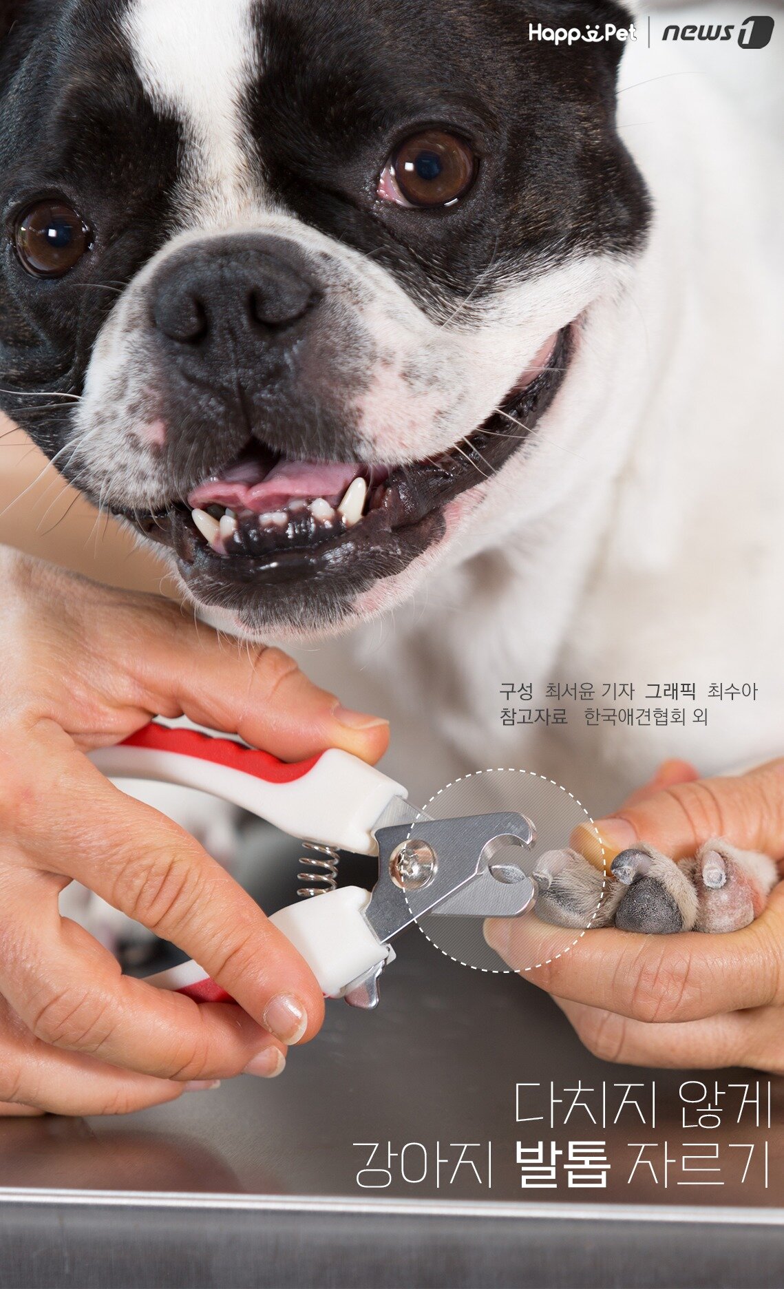 본문 이미지 -  참고자료 한국애견협회 외