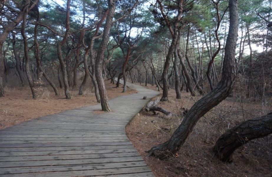 본문 이미지 - 경주 삼릉숲길. 경주시 제공