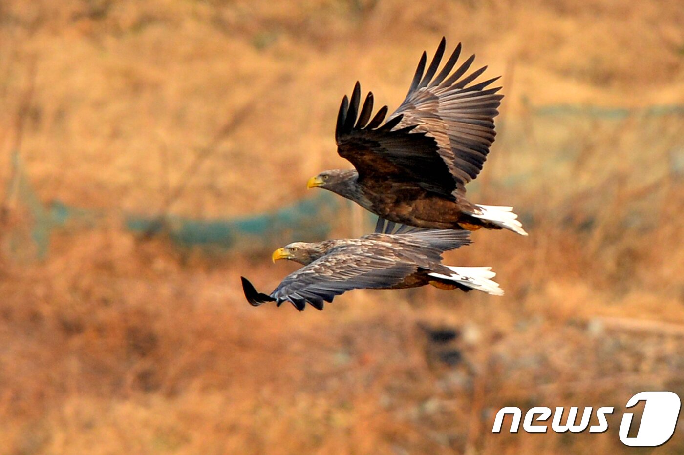 본문 이미지 - 멸종위기 1급이자 천연기념물 제243-4호인 흰꼬리수리 가족이 19일 올해 첫 경북 포항시 남구 연일읍 유강리 형산강에서 날갯짓으로 날아가고 있다.2018.2.19/뉴스1 ⓒ News1 최창호 기자