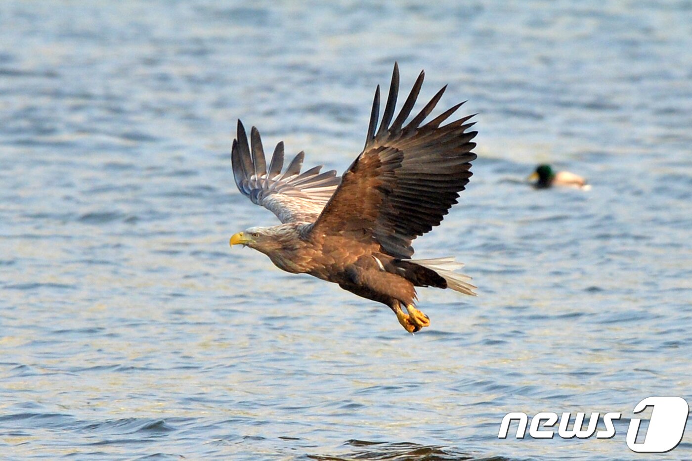 본문 이미지 - 멸종위기 1급이자 천연기념물 제243-4호인 흰꼬리수리가 19일 올해 첫 경북 포항시 남구 연일읍 유강리 형산강에서 날갯짓을 날아가고 있다.2018.2.19/뉴스1 ⓒ News1 최창호 기자