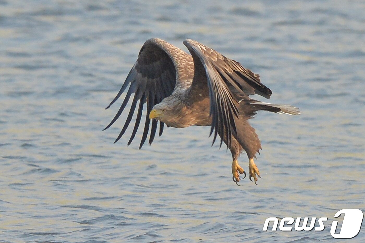 본문 이미지 - 멸종위기 1급이자 천연기념물 제243-4호인 흰꼬리수리가 19일 올해 첫 경북 포항시 남구 연일읍 유강리 형산강에서 날갯짓으로 날아오르고 있다.2018.2.19/뉴스1 ⓒ News1 최창호 기자