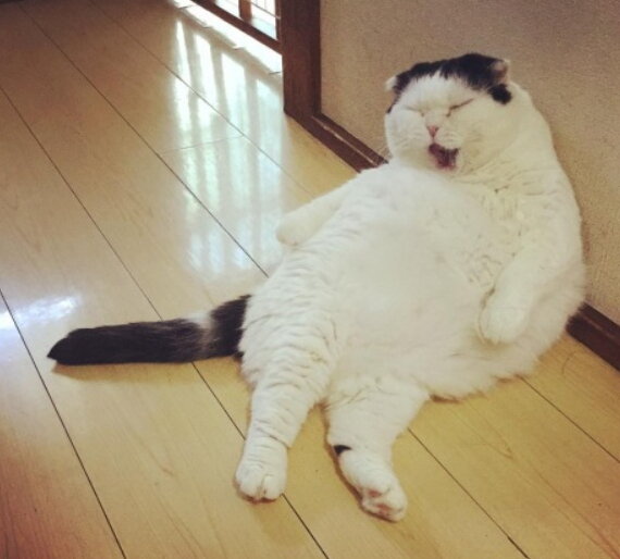 본문 이미지 - 일본에서 요즘 가장 인기가 많은 고양이 &#39;부초&#39;&lt;인스타그램&gt;