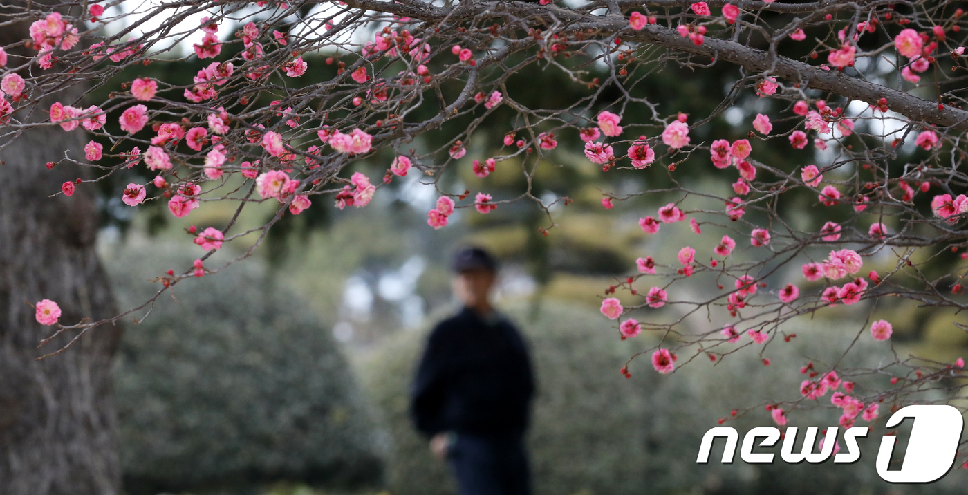 (부산=뉴스1) 여주연 기자 = 25일 오후 부산 남구 유엔기념공원에 활짝 핀 홍매화가 시민들의 시선을 끌고 있다. 2018.2.25/뉴스1