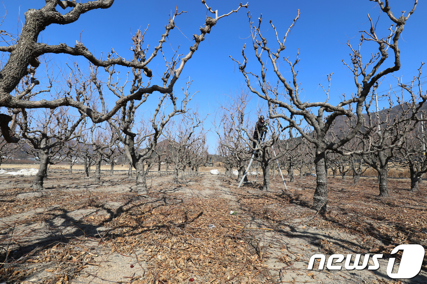 (청도=뉴스1) 공정식 기자 = 26일 경북 청도군 운문면 동창천 주변의 한 과수원에서 농민이 대추나무 가지치기를 하며 한 해 농사를 준비하고 있다. 계속되는 가뭄에 과수원 땅은 …
