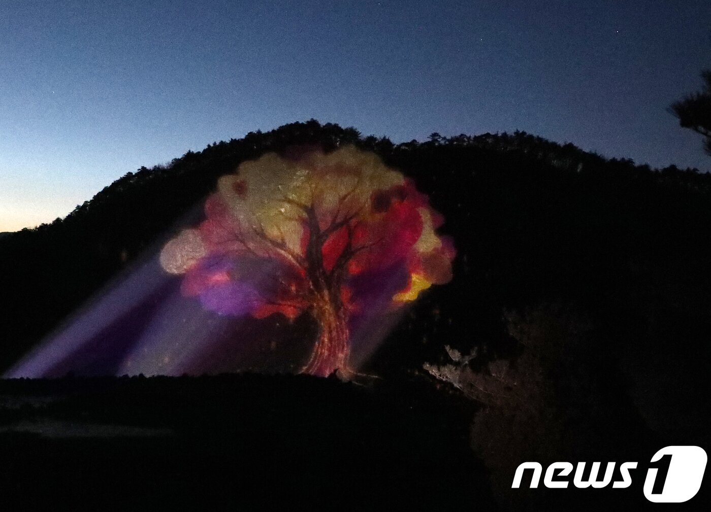 본문 이미지 - 3일 오후 강원도 강릉솔향수목원에서 2018평창 문화올림픽 미디어아트쇼 ‘청산별곡’행사가 열린 가운데 하늘정원이 장관을 연출하고 있다. 행사는 이달 25일까지 열리며 3월에는 9~18일 진행된다. 관람시간은 오후 6~10시까지다. 2018.2.3/뉴스1 ⓒ News1 고재교 기자