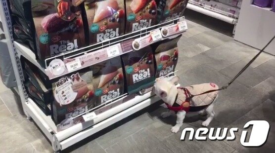 본문 이미지 - 연유 사원이 외근을 나가 매장에 진열된 상품들을 살피고 있다.(사진 하림펫푸드 제공)ⓒ News1