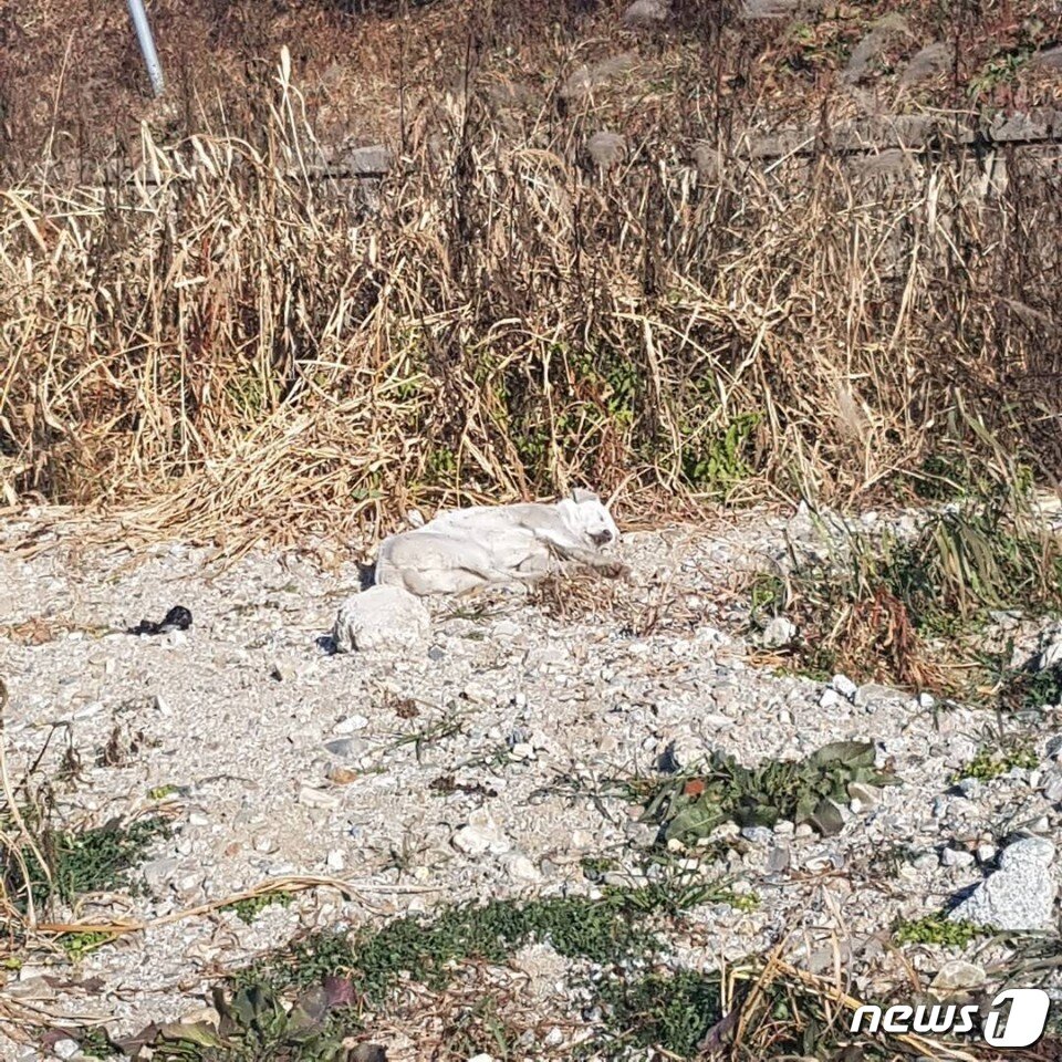 본문 이미지 - 이은정씨가 처음 백구를 발견했을 당시 모습.(사진 이은정씨 인스타그램 캡처)ⓒ News1