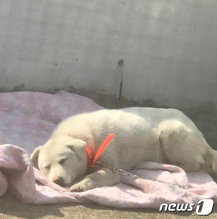 본문 이미지 - 임시보호자에 집에서 안정을 취하고 있는 백구(사진 이은정씨 제공)ⓒ News1