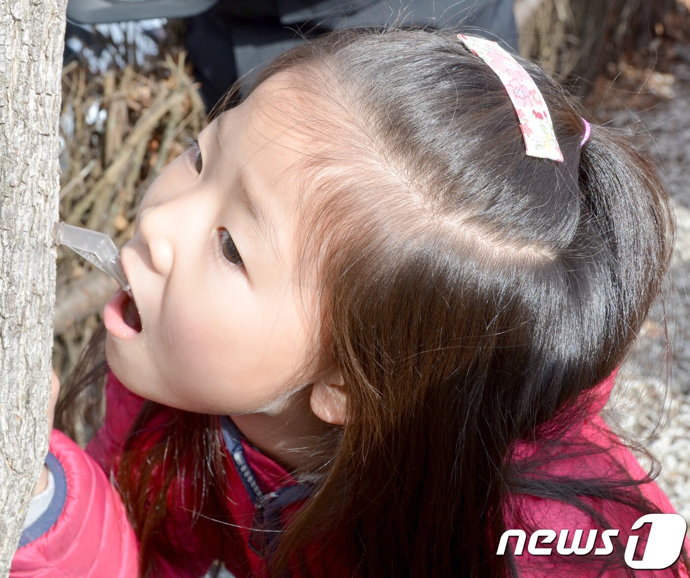 본문 이미지 - 17일 강원 인제군 상남면 미산1리 산림문화휴양관 일원에서 열린 제14회 미산계곡 방태산 고로쇠 축제에서 어린이가 고로쇠수액을 맛보고 있다. 고로쇠 축제는 18일까지 열린다. 2018.3.17/뉴스1 ⓒ News1 최석환 기자