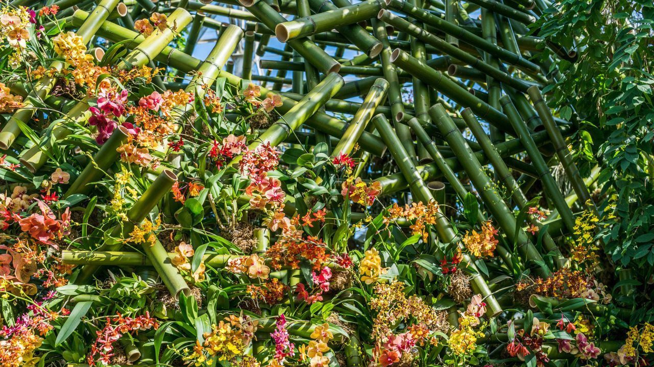 본문 이미지 - 벨기에 출신의 플로럴 디자이너인 다니엘 오스트가 만든 난초 작품들. 뉴욕 식물원 제공