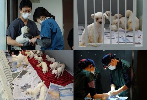 본문 이미지 - 지난 18일 버동수 회원들은 애니멀 호더에게서 구조한 동물들이 있는 부천의 한 임시보호처에서 중성화수술, 미용 등 의료봉사를 진행했다.(사진 버동수 제공) ⓒ News1