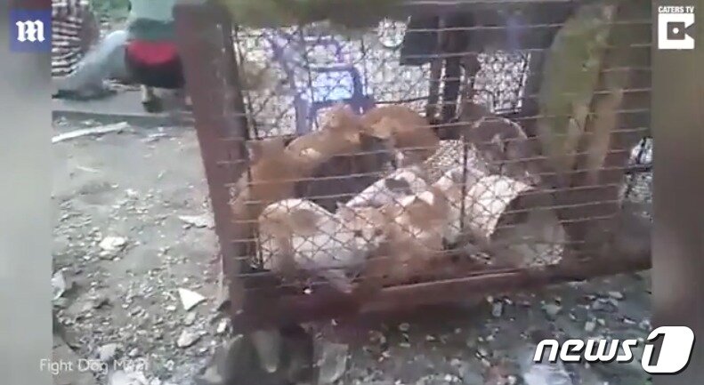 본문 이미지 - 도살장의 고양이들.(사진 데일리메일 유튜브 캡처)ⓒ News1