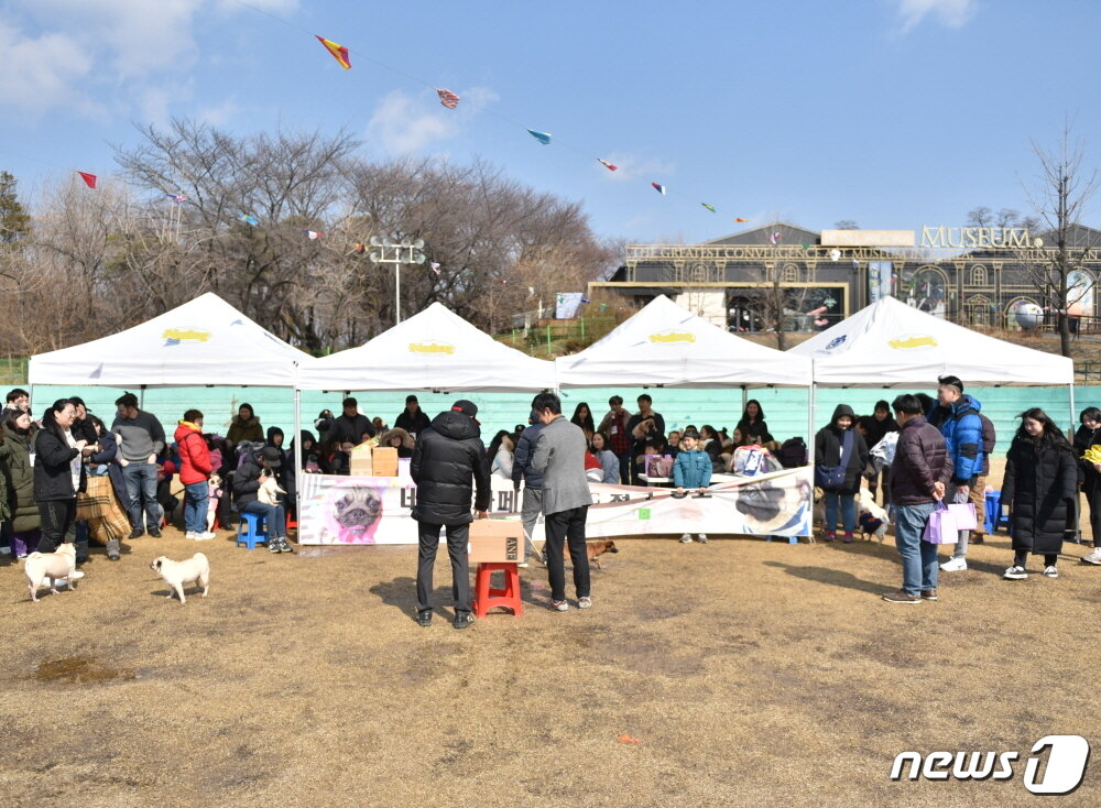 본문 이미지 - 1일 서울 광진구 육영재단 어린이회관 운동장에서 열린 퍼그 동호회 행사.(사진 퍼그홀릭 제공) ⓒ News1