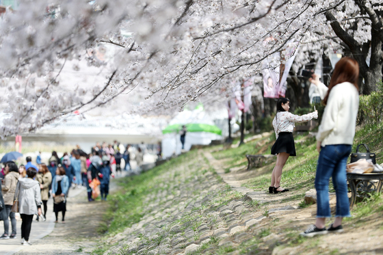 남구 대표 벚꽃 축제가 온다…4월 4일 '제15회 궁거랑 벚꽃 한마당' 개최