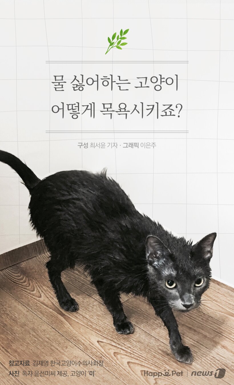 본문 이미지 - 참고자료 김재영 수의사(한국고양이수의사회장) 제공.