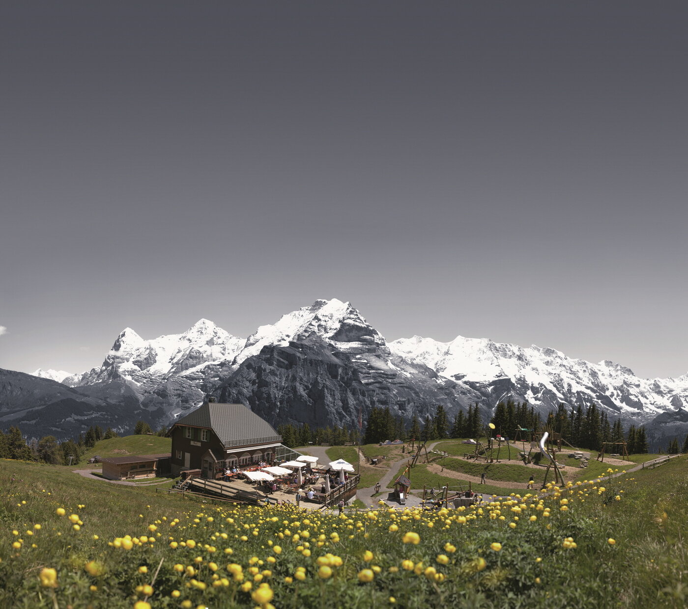 본문 이미지 - 쉴트호른의 봄꽃 들판은 알멘드후벨 레스토랑 주변에서 볼 수 있다.