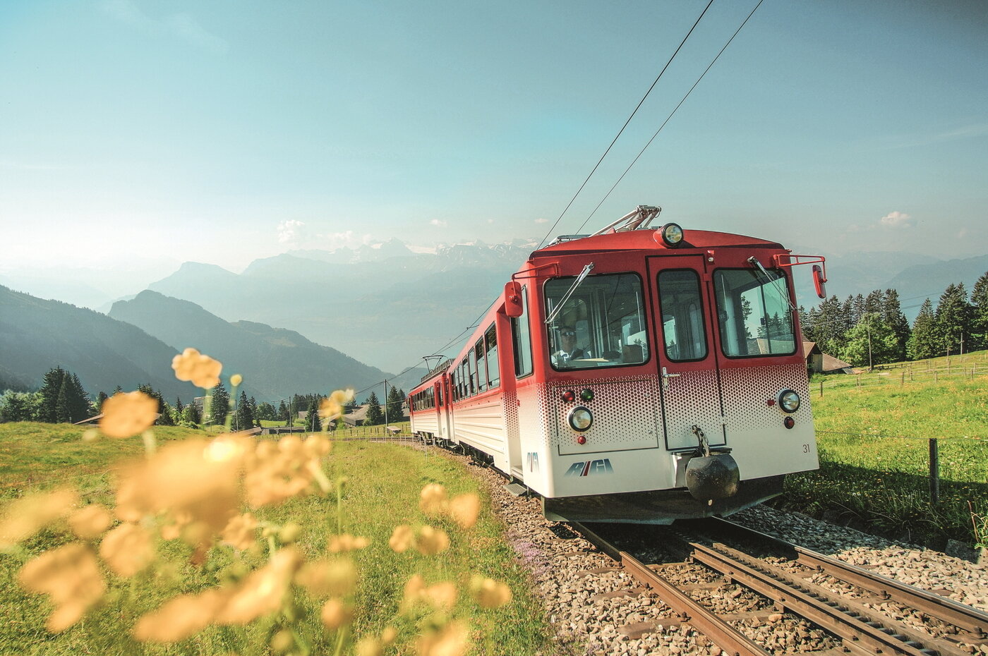 본문 이미지 - 리기에 펼쳐진 꽃들은 산악열차 안에서도 쉽게 감상할 수 있다.