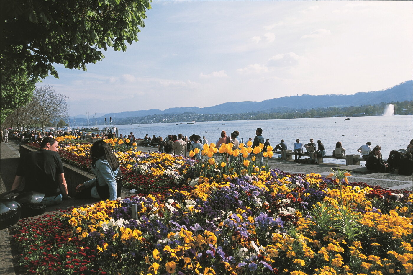 본문 이미지 - 알록달록한 봄꽃으로 가득한 취리히 호숫가