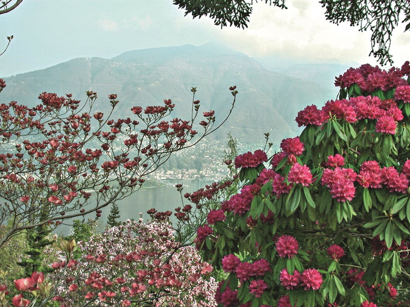 본문 이미지 - 르까르노 근교에 있는 감바로뇨 식물원에선 약 950종의 동백꽃을 만날 수 있다.
