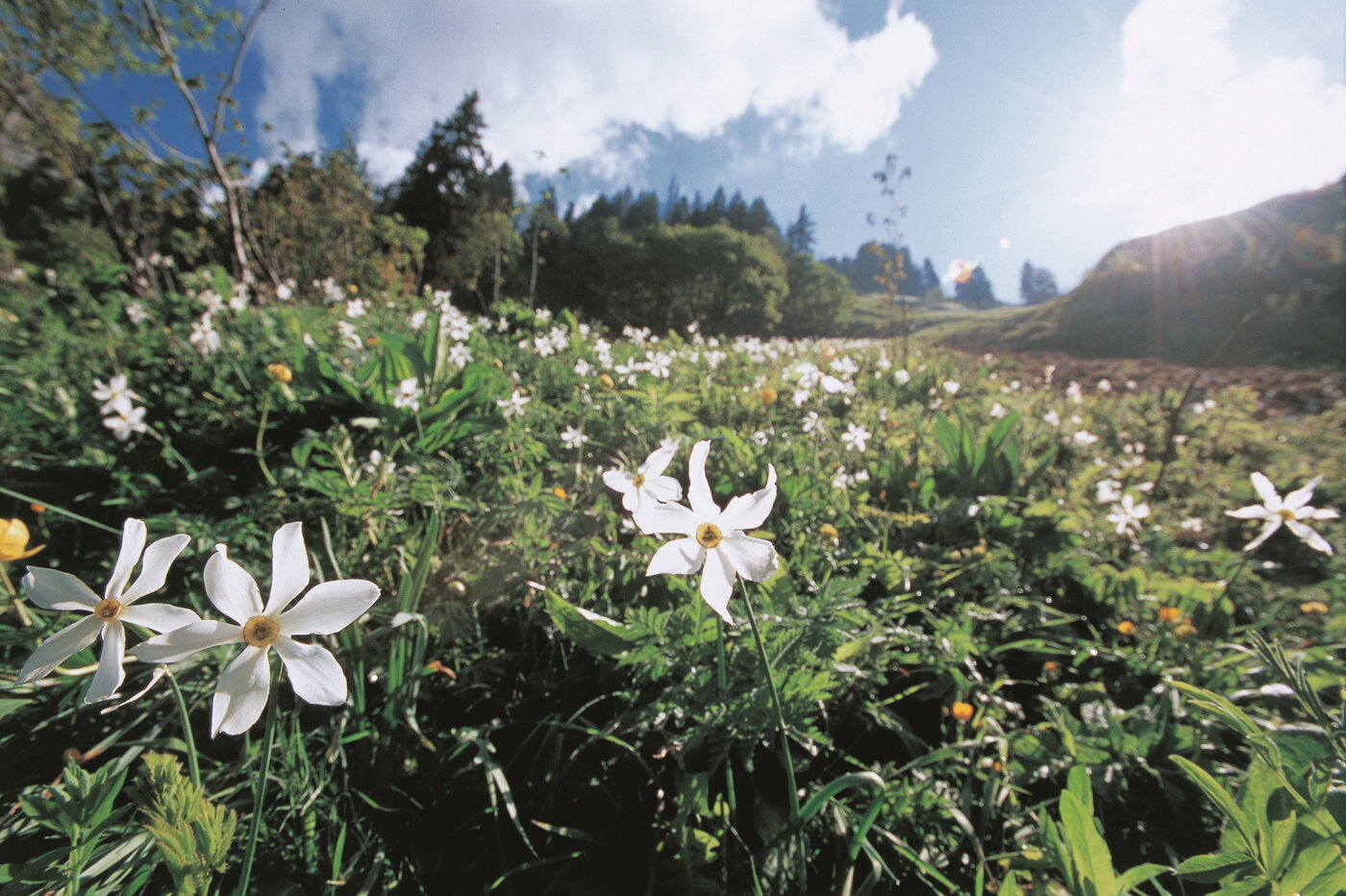 본문 이미지 - '5월의 눈'이라고 불리는 나르시스를 만날 수 있는 레만