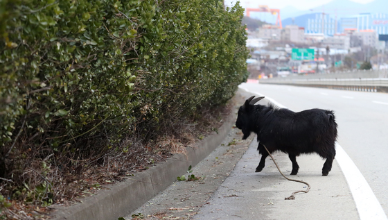 흑염소 도축비 '짬짜미' 적발…업체 2곳에 과징금 1200만원