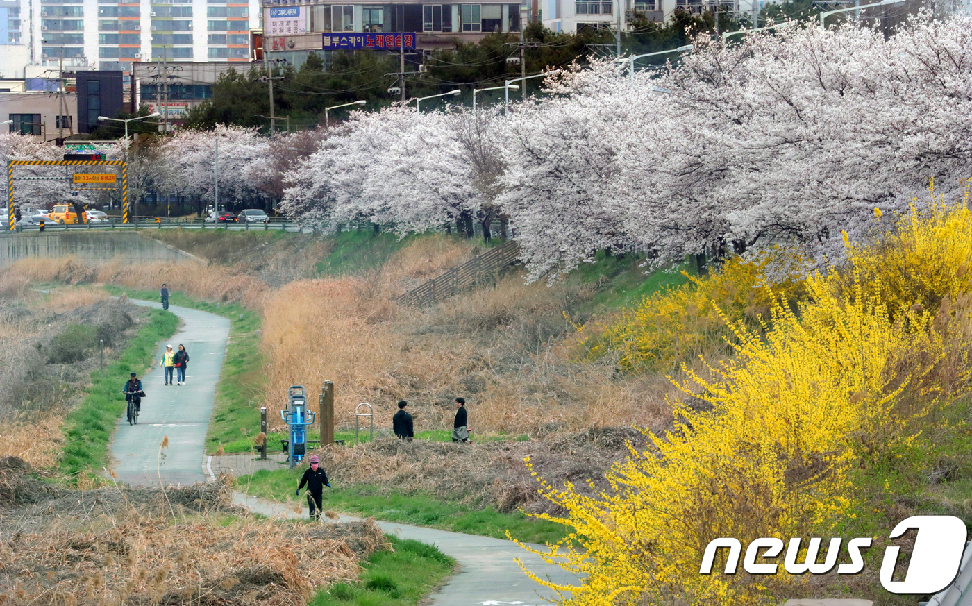 (전주=뉴스1) 문요한 기자 = 1일 전북 전주시 삼천 천변을 따라 활짝 핀 벚꽃과 개나리 옆으로 시민들이 산책을 즐기고 있다.2018.4.1/뉴스1