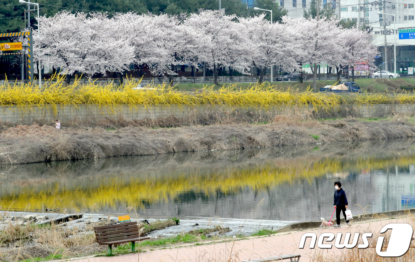 (전주=뉴스1) 문요한 기자 = 1일 전북 전주시 삼천 천변에서 한 시민이 강아지를 데리고 벚꽃과 개나리가 활짝 핀 천변 산책로를 걷고 있다.2018.4.1/뉴스1