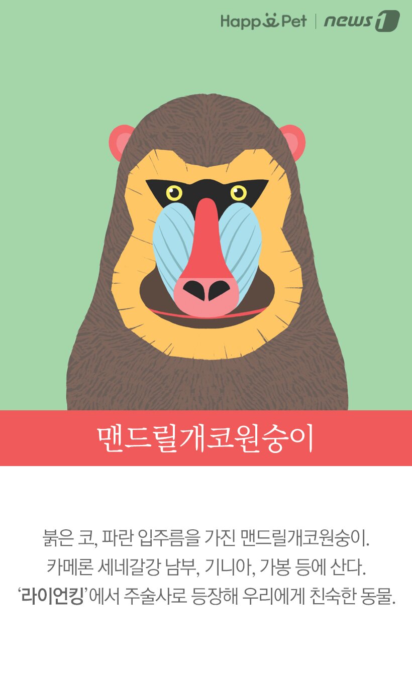 본문 이미지 -  맨드릴개코원숭이