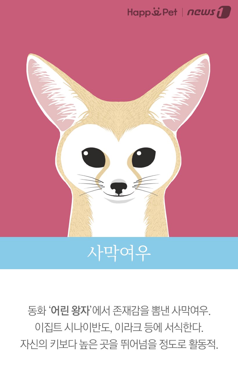 본문 이미지 - 사막여우 