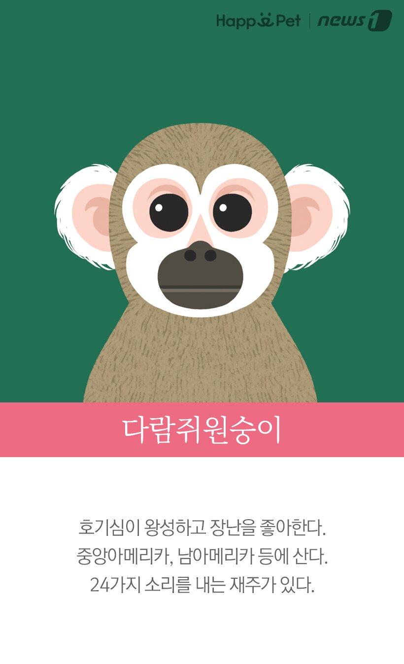 본문 이미지 - 다람쥐원숭이