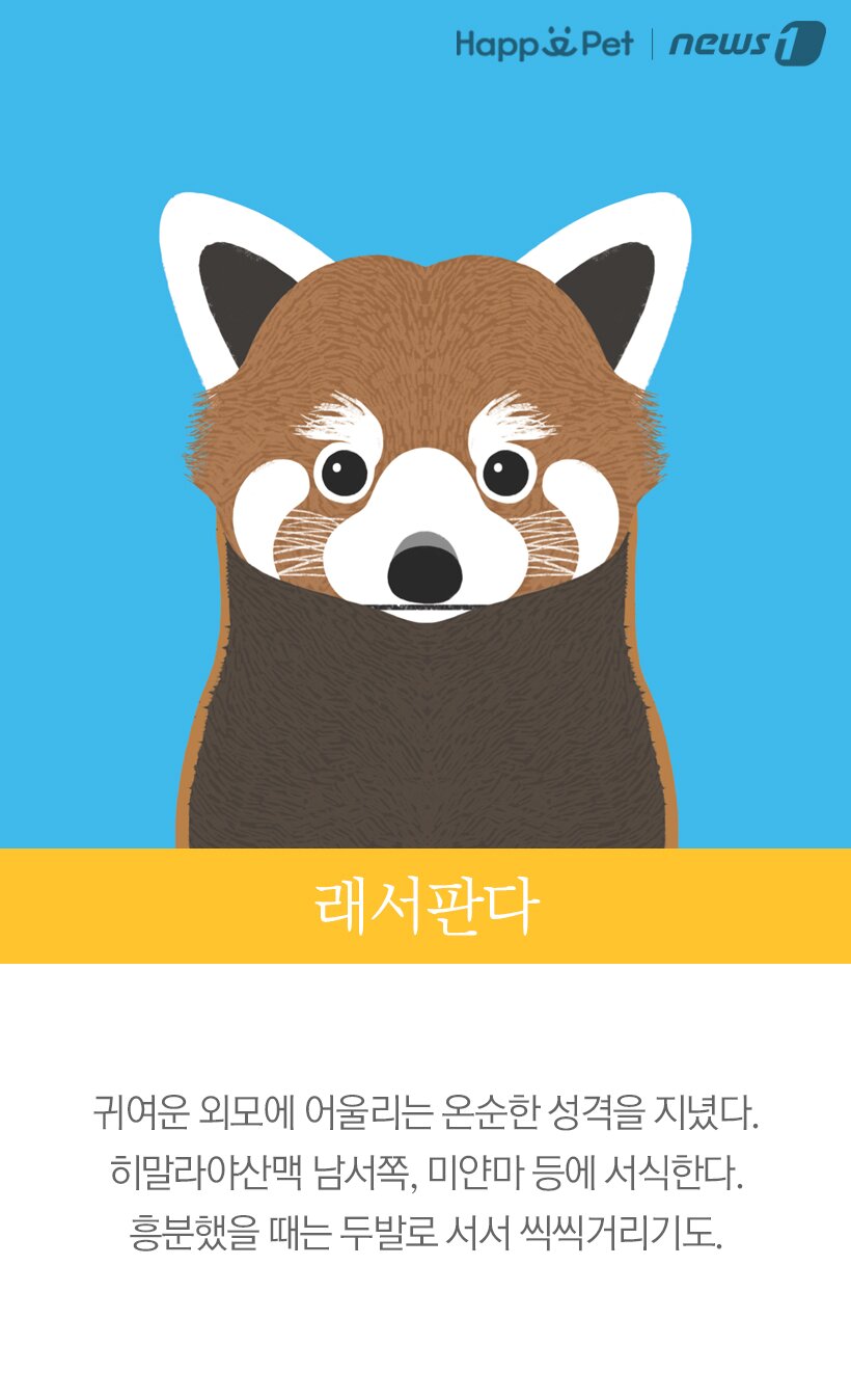 본문 이미지 - 래서판다(랫서팬더) 